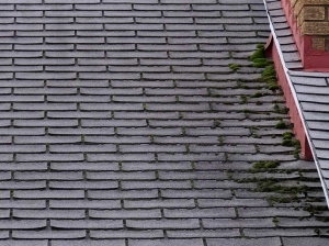 Roof Mold vs. Algae: How to Tell Them Apart