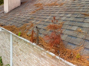 The Most Damaging Debris for Roofs